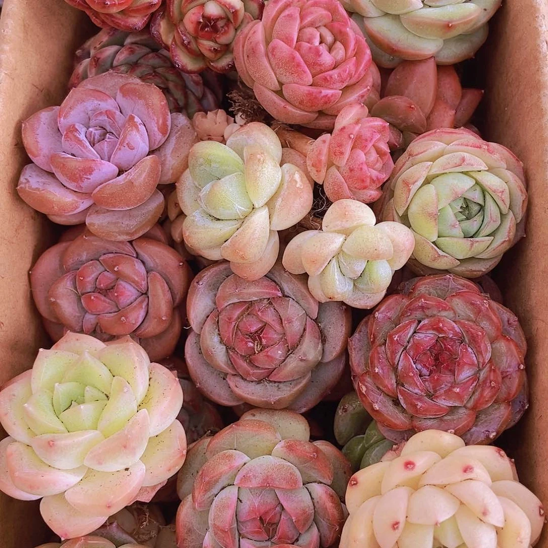 0000000000001量拍保底20颗