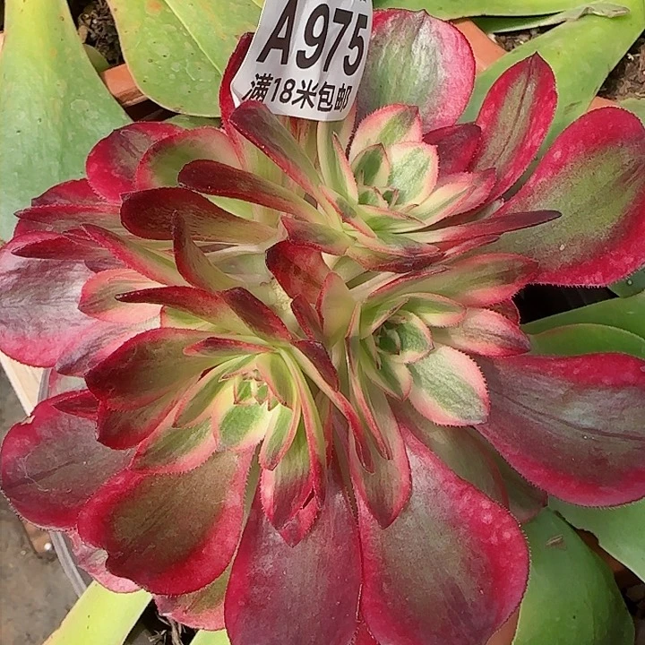 多肉法师淘宝福利