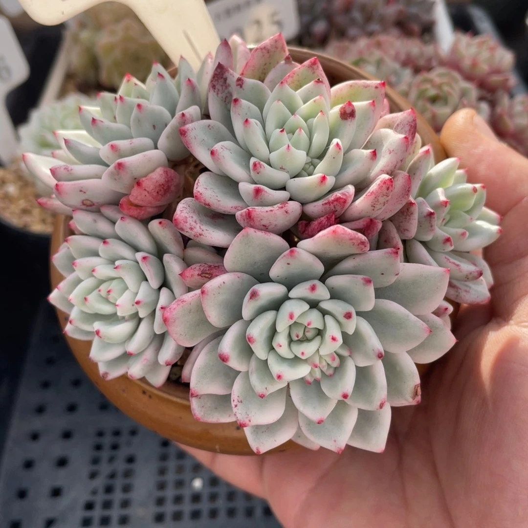 579冰雪美人锦不带盆9厘米