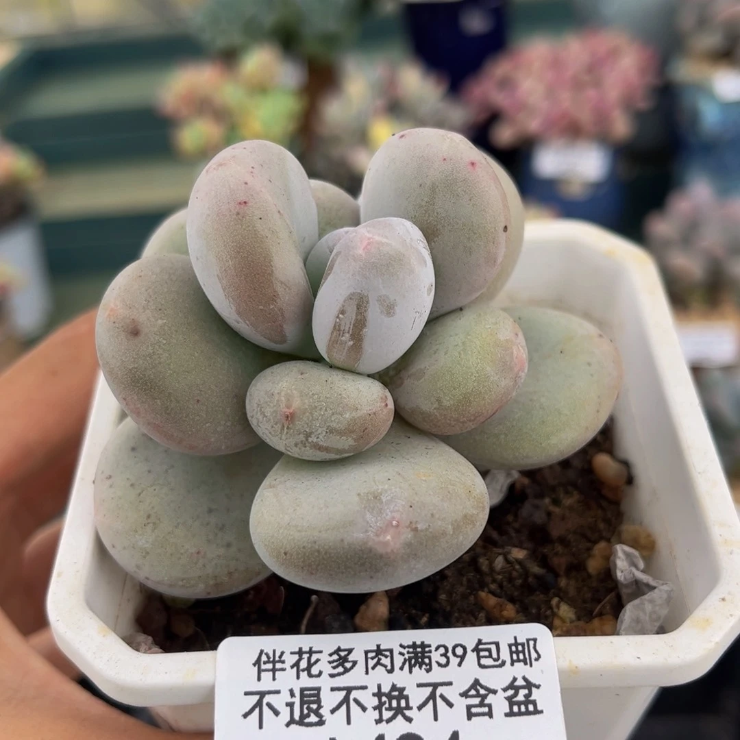 494-黄金大叶奶酪多肉5cm