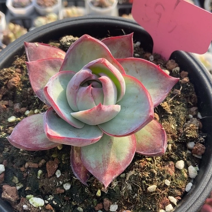 596惊鸿仙子多肉植物保护