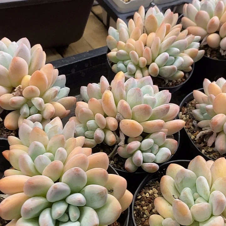 香水多头福利多多