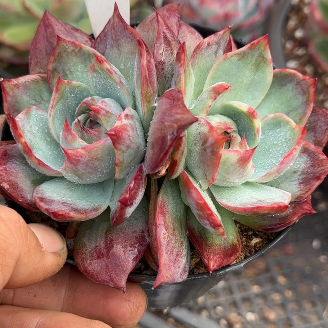 惊鸿一物一拍包装收缩花旱不包装整224