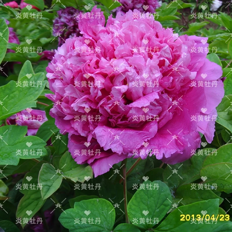 炎黄牡丹 [锦红】 先发肥料 秋季发苗