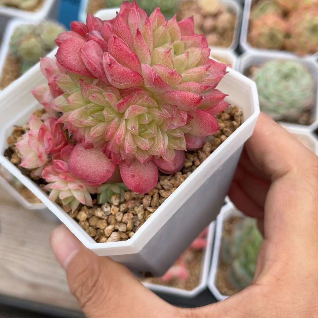 优选女王福利1440