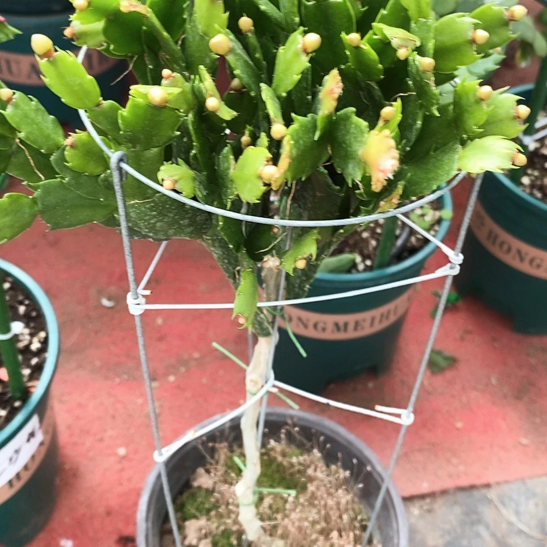 梧***贝完全开放福利款单色