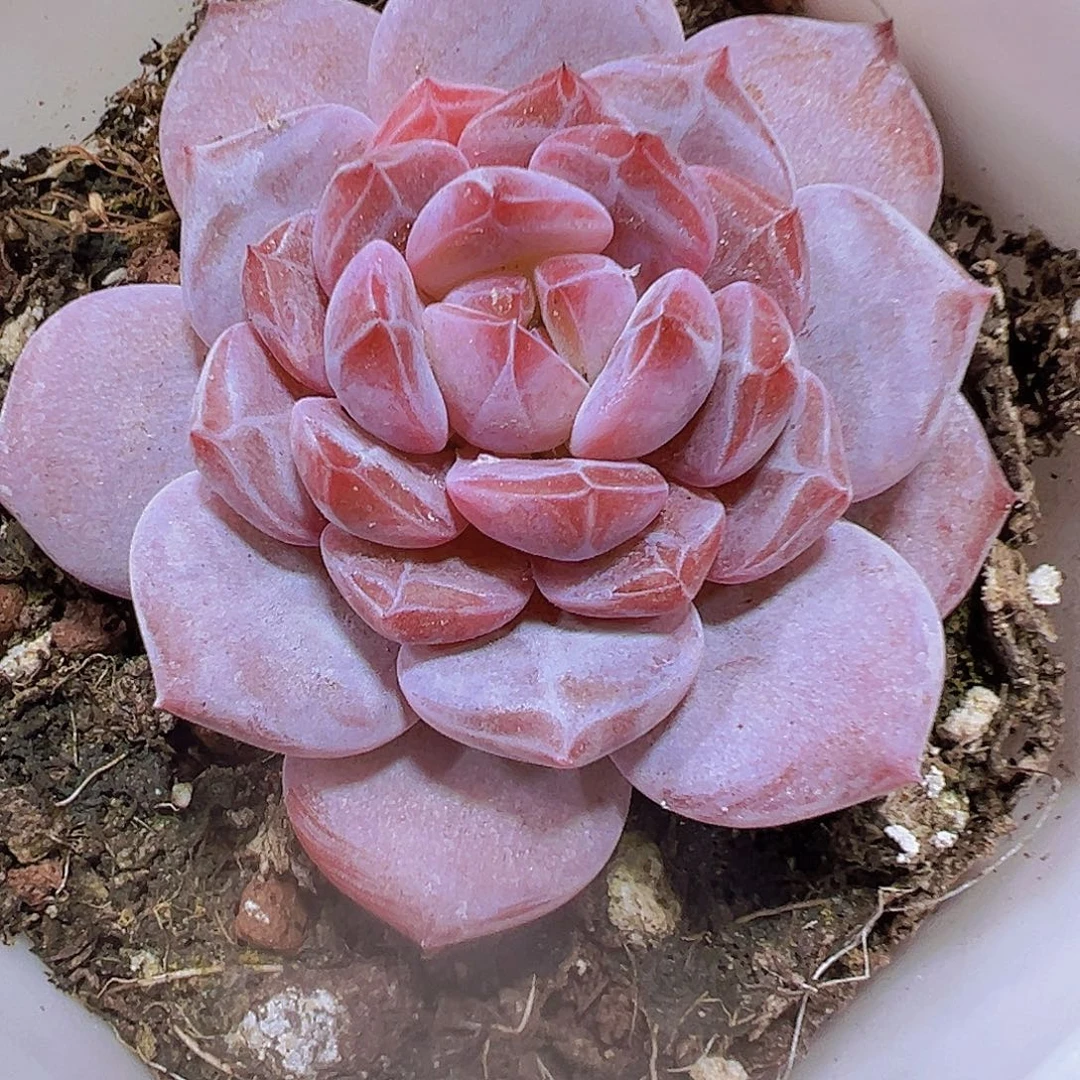 小精品星星橙19包邮