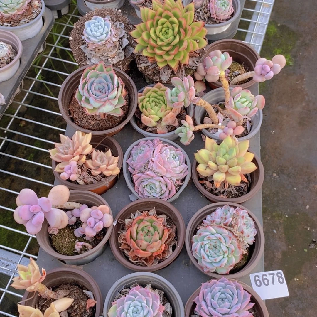 6678小老桩一板一物一拍