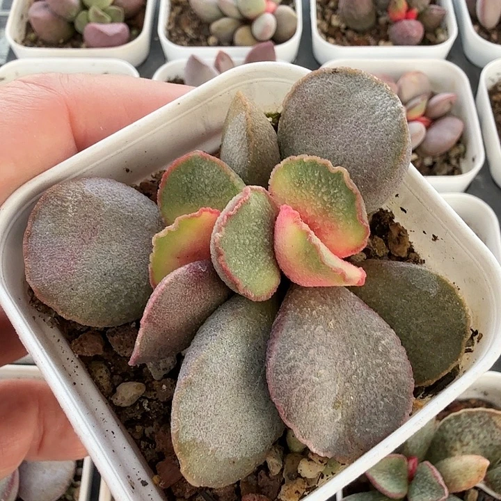 32水泡多肉植物明照