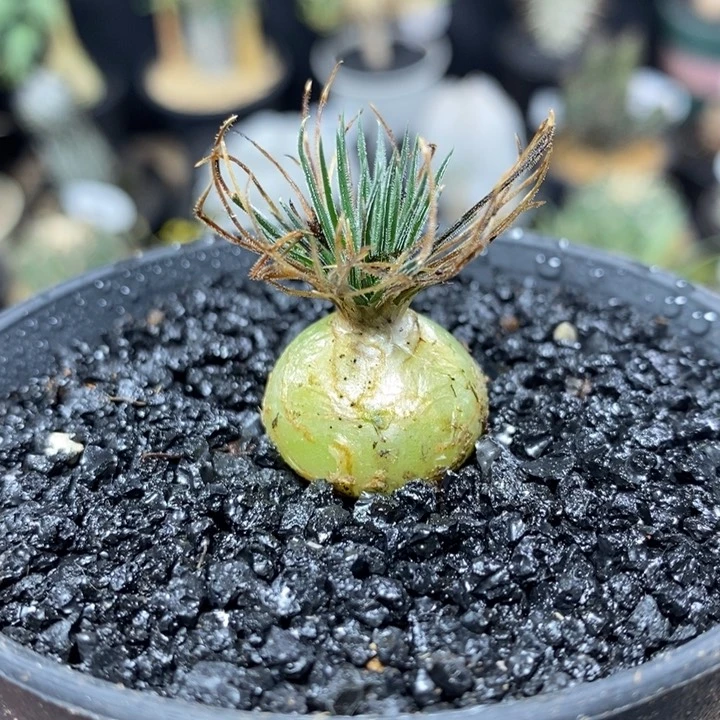 实生迷你海葱206号2cm