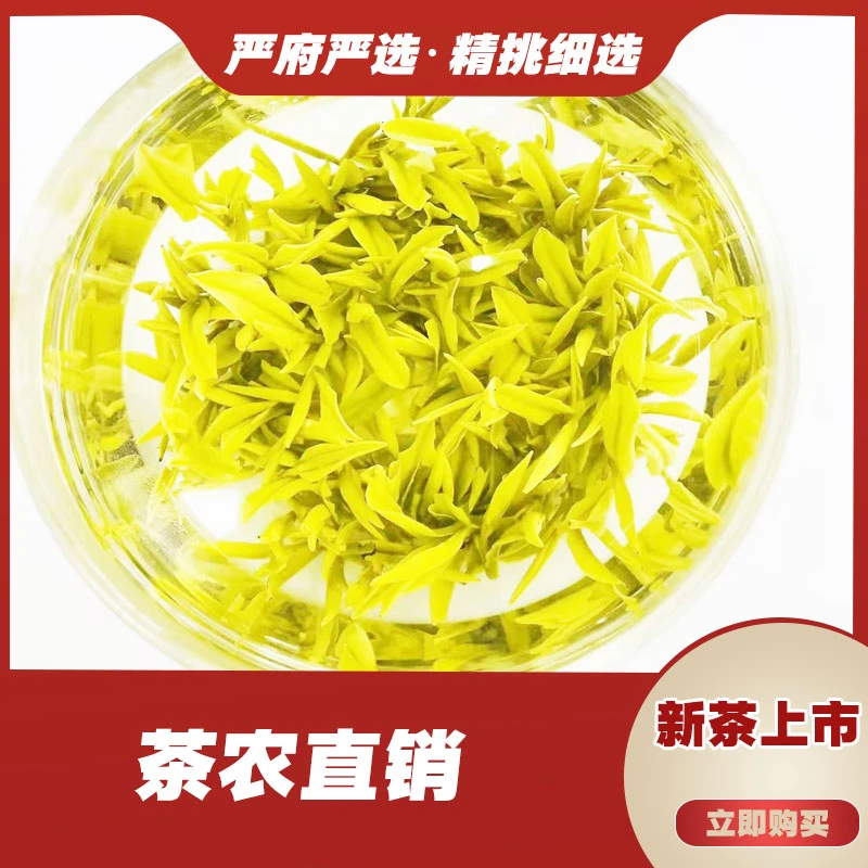 480《2025年新茶》皇金奶白严府白茶茶厂严选好喝奶香味茶农