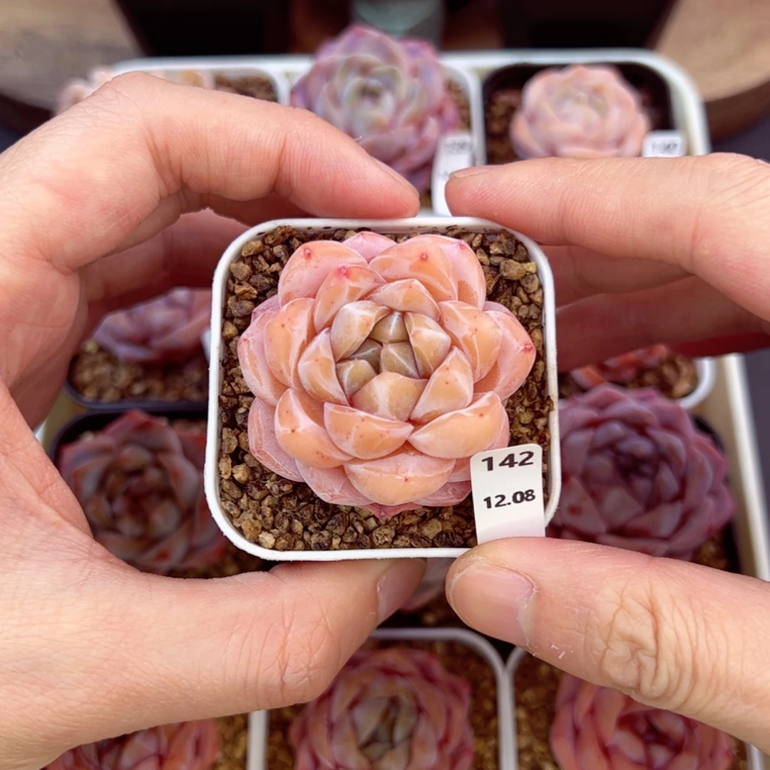 好好看142、哈哈哈哈哈