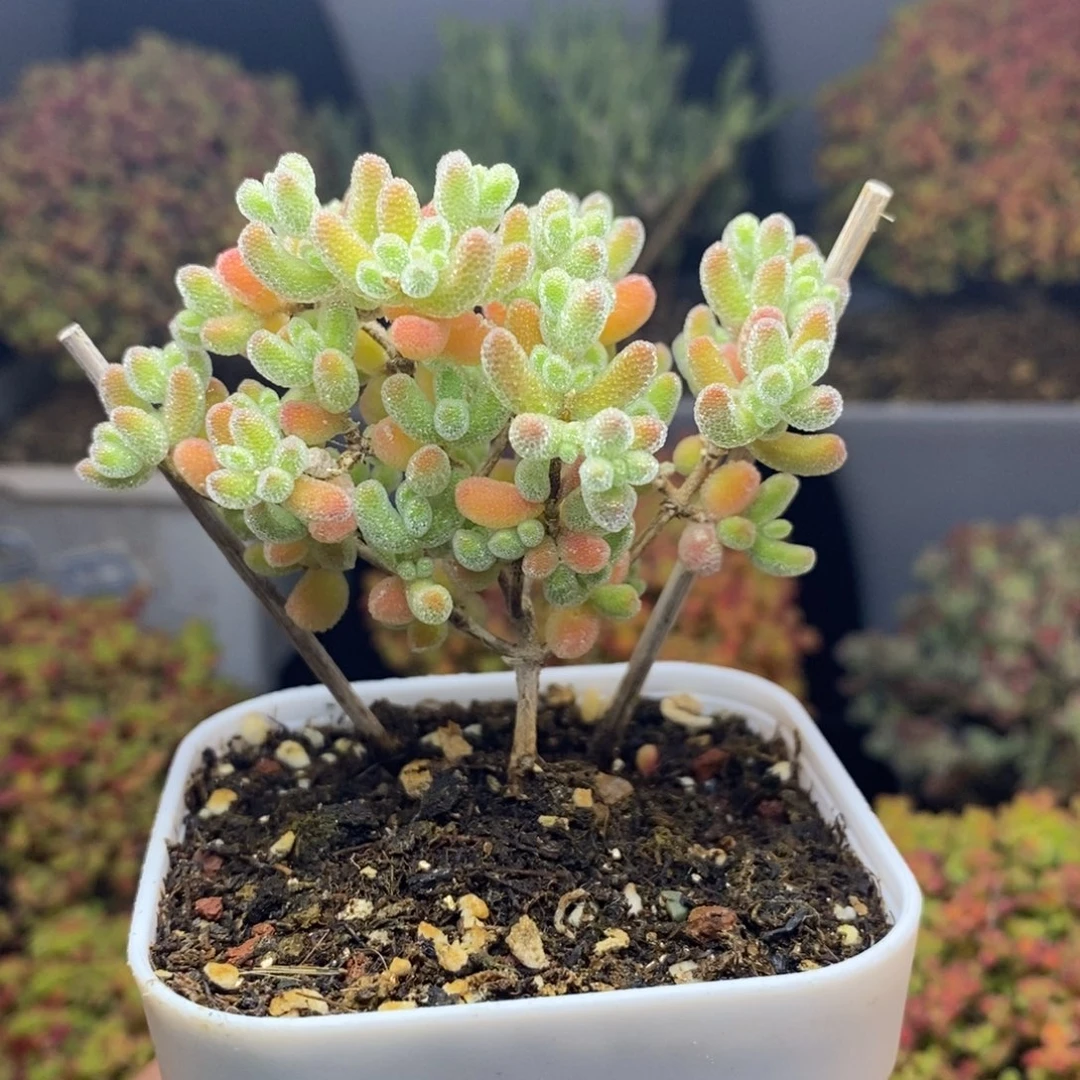 完全开放20号冰橙