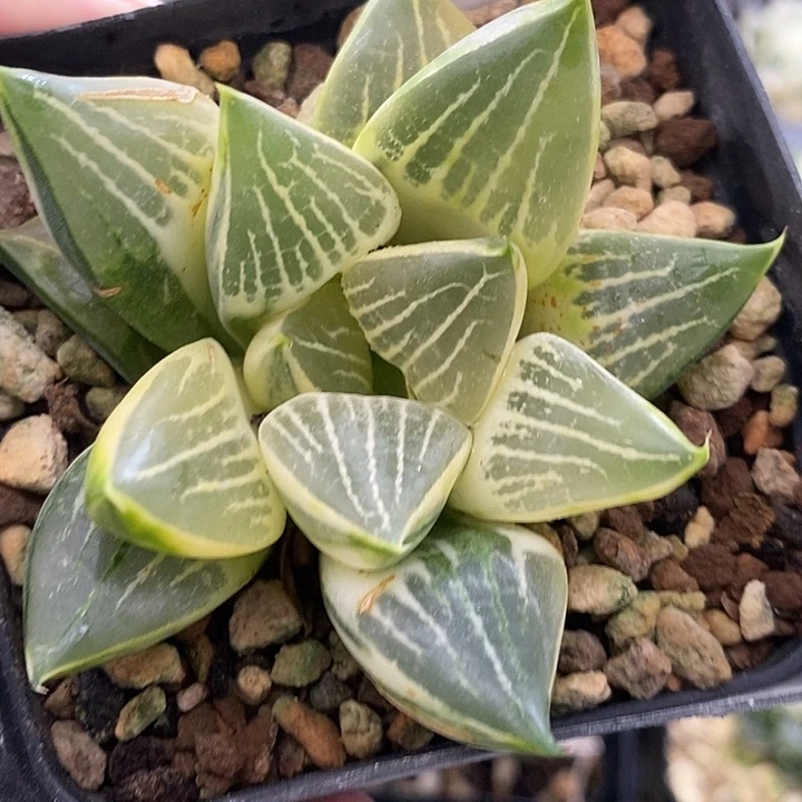 459实生湖斑寿一物一拍