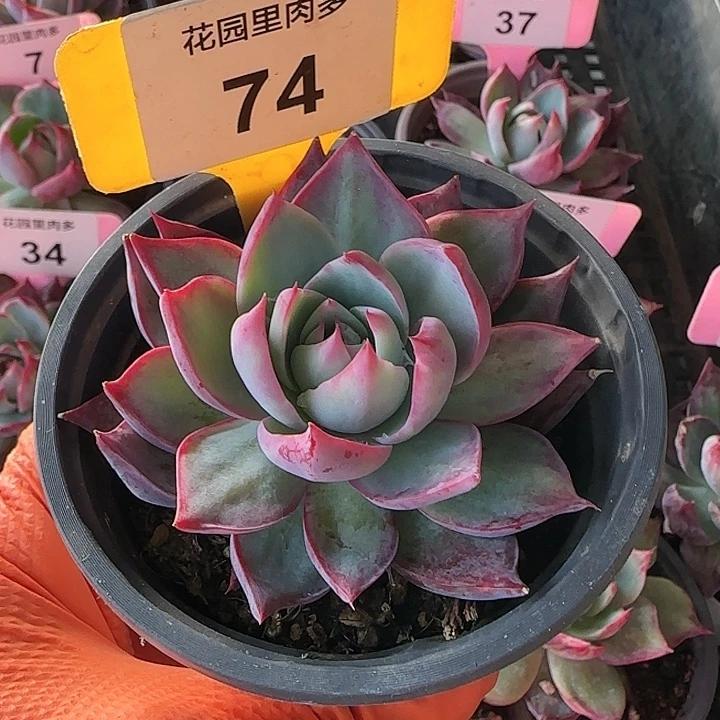 74 惊鸿仙子多肉植物6-9cm