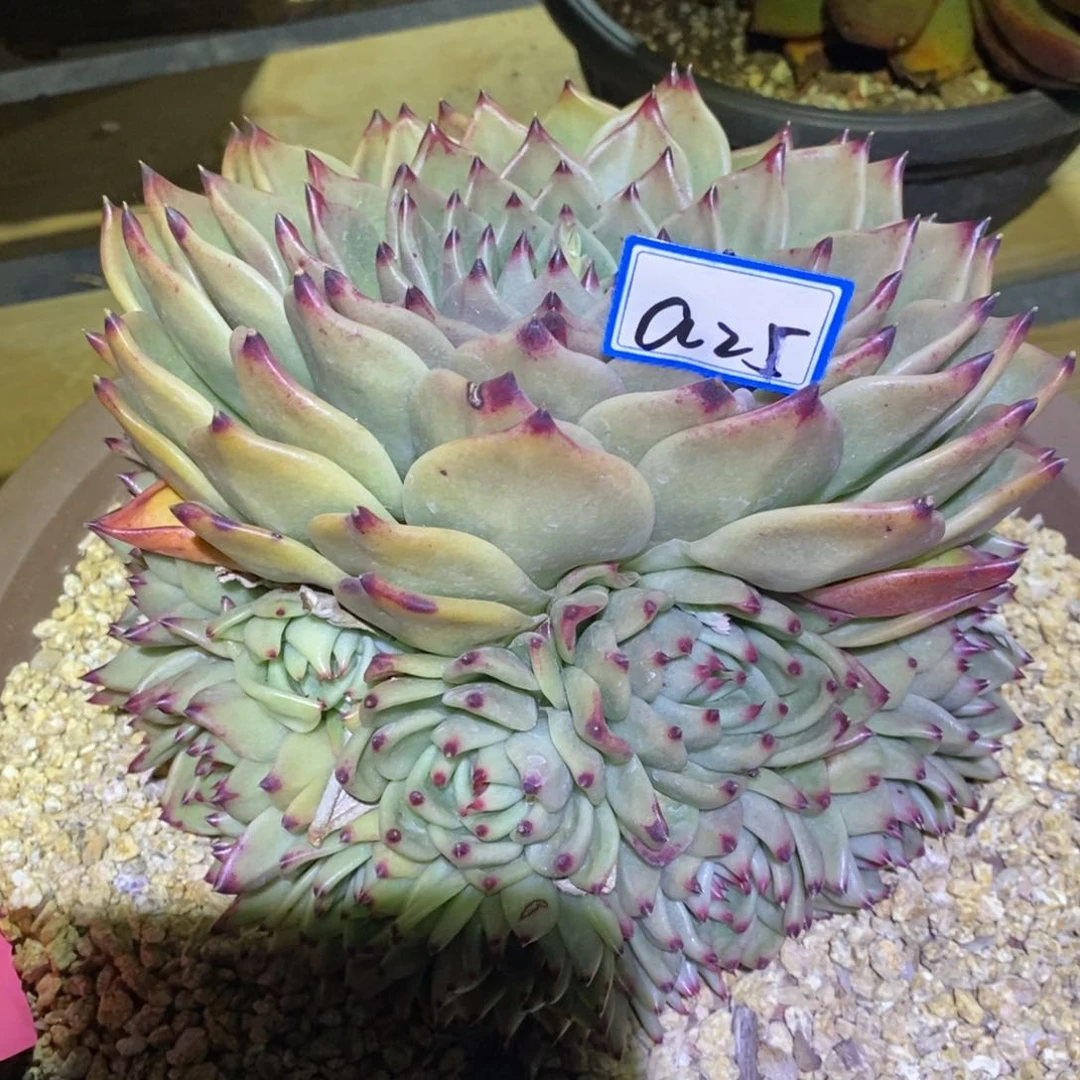 万**红福利龙群a25