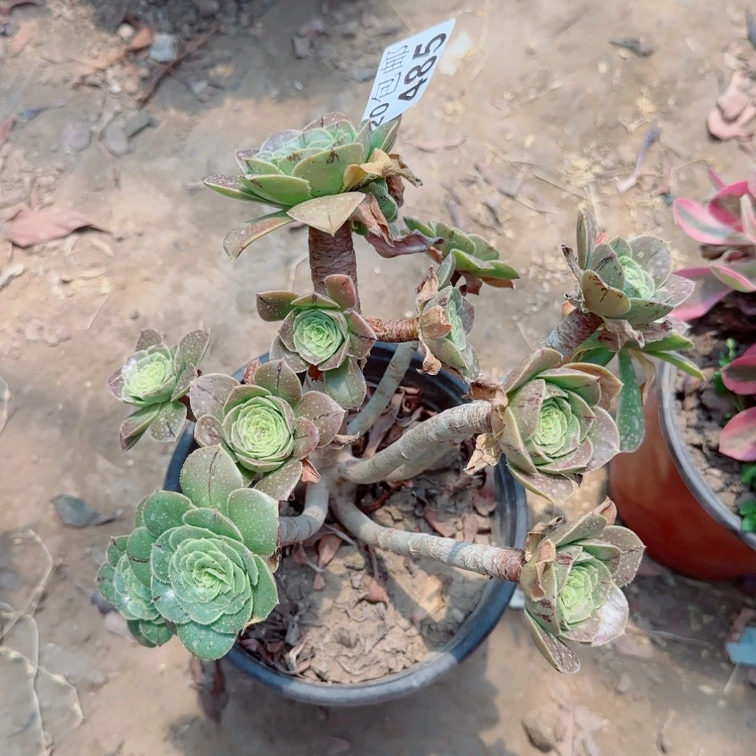 绿豆多肉485满20包邮断枝不包