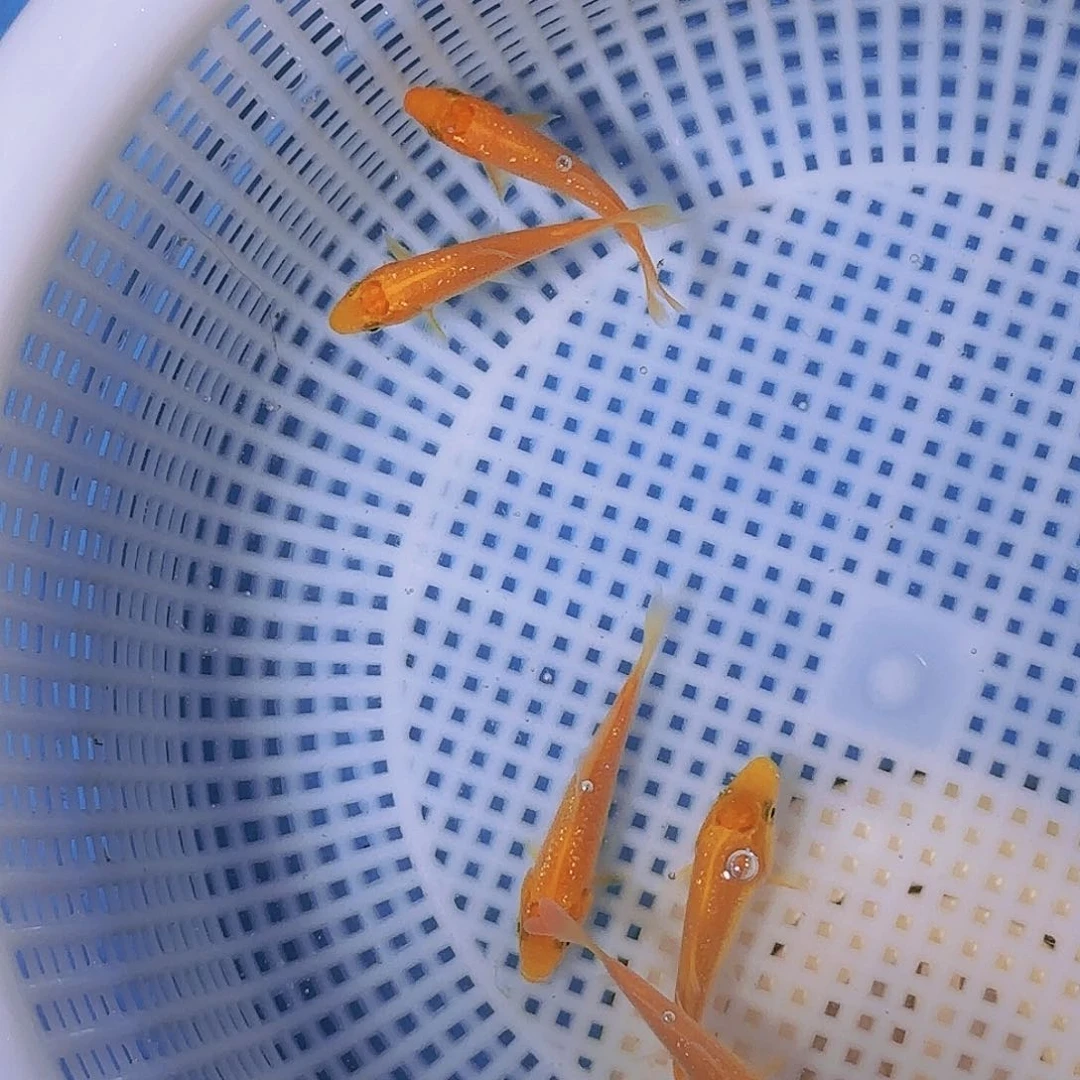 吉***宝锦鲤锦鲤的故事是