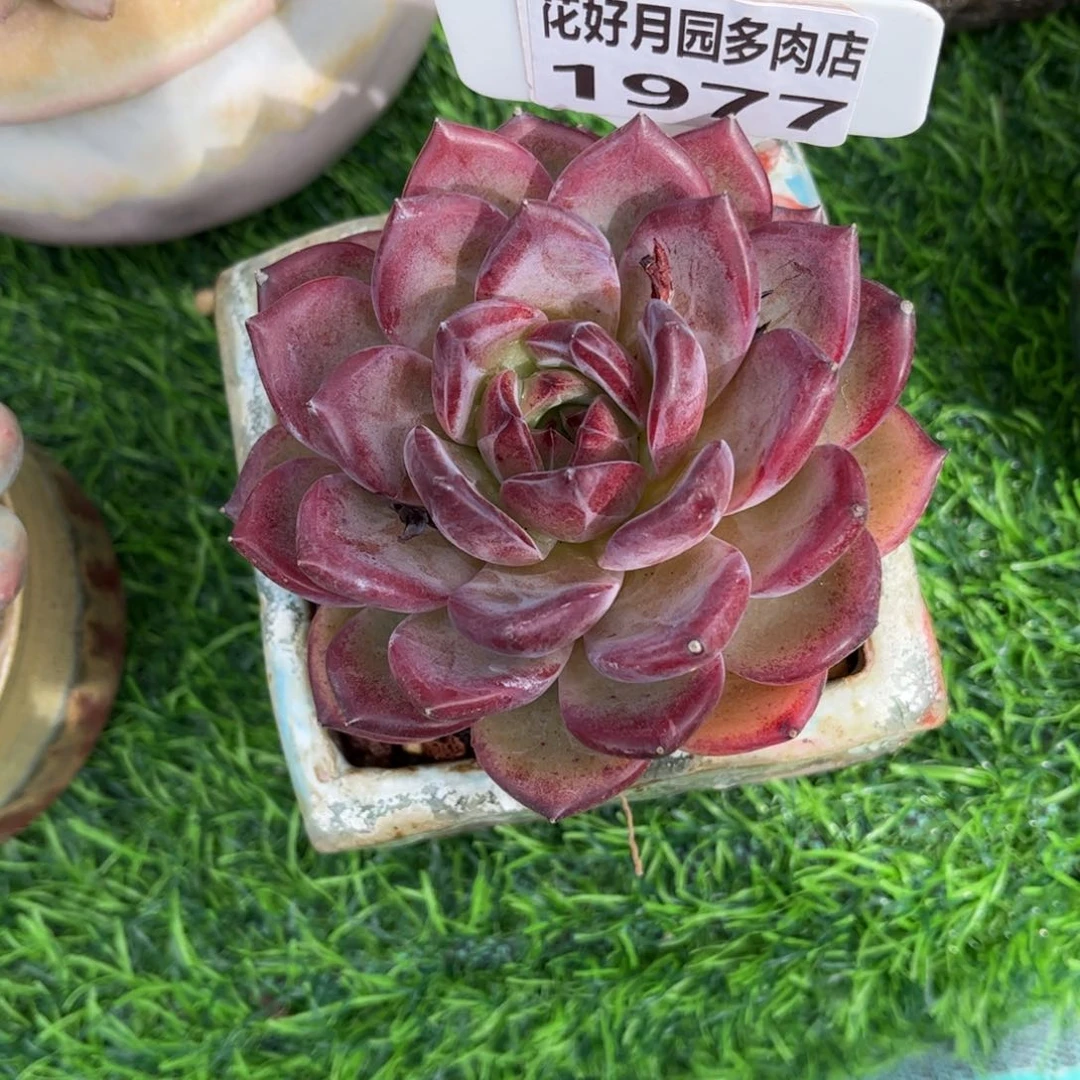 多肉植物1977不带盆
