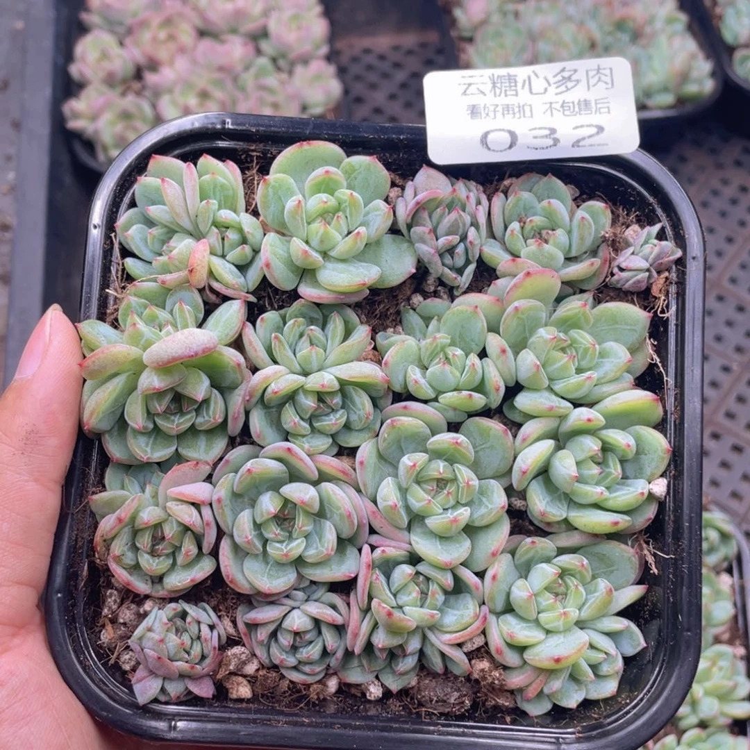 云糖心多肉植物32