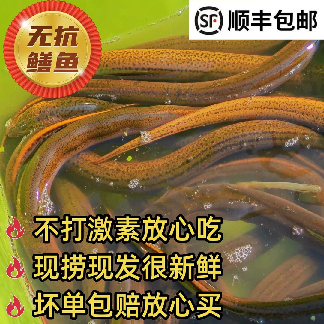 【不含恩诺沙星】正宗生态黄鳝鱼新鲜活活鱼顺丰包邮肉质细嫩鲜美