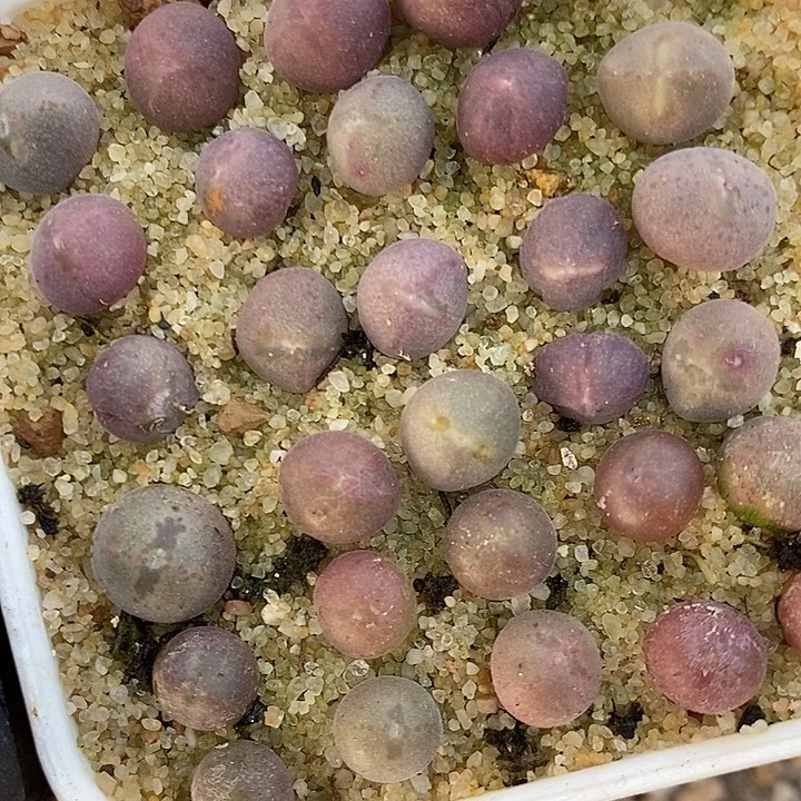 姬空蝉福利2颗。