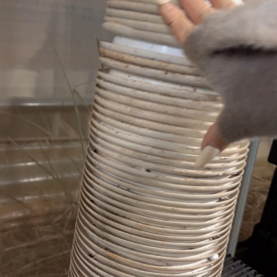 白高端圆盆18口径13高 20个