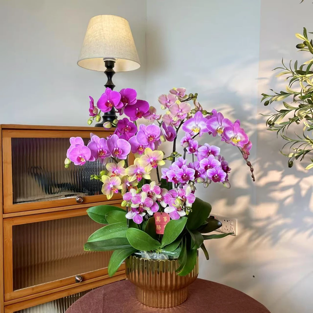 【金满福-蝴蝶兰】 鲜花中式 禅意 轻奢送礼装饰室内绿植