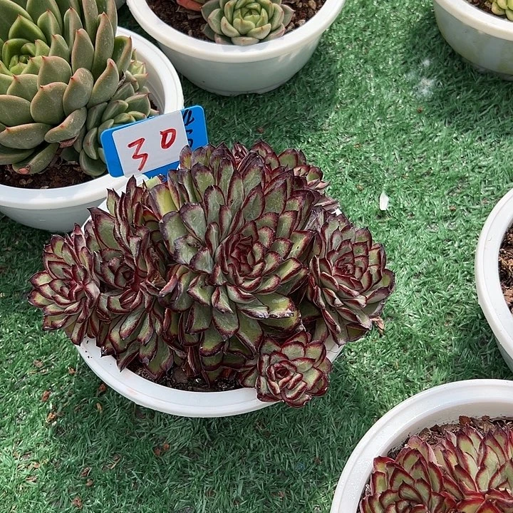 30肉酱一个脱土多肉