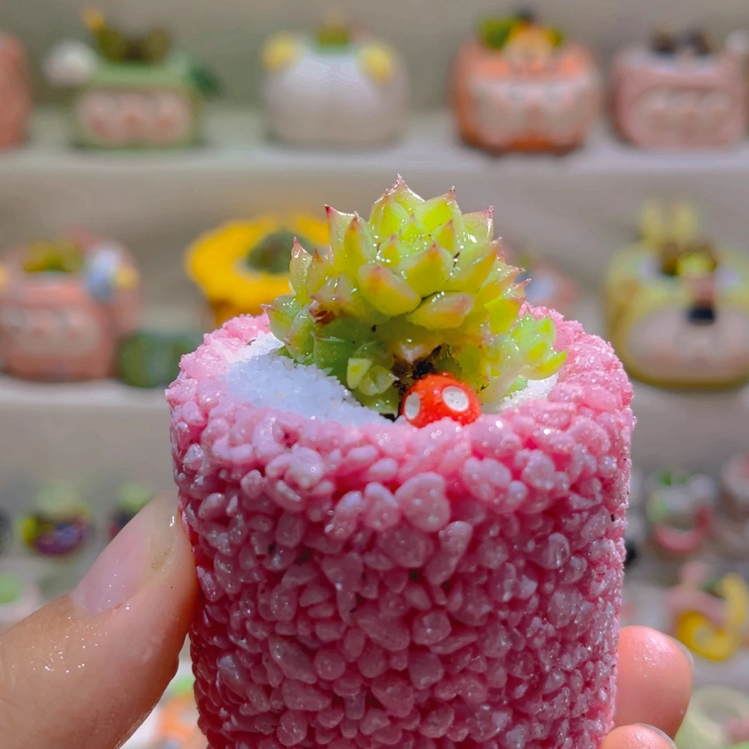 026高端多肉带盆土一套8