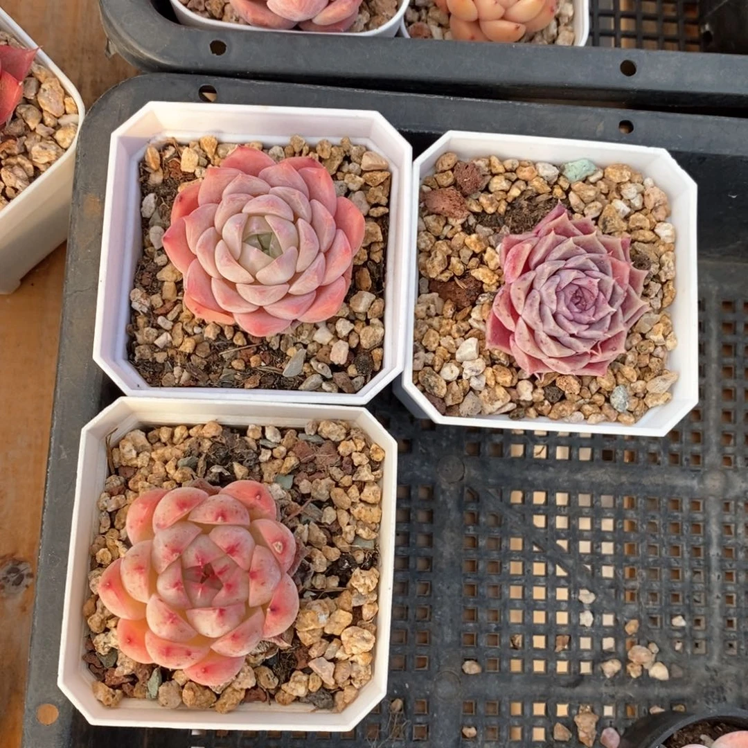 精品多肉一物一拍185