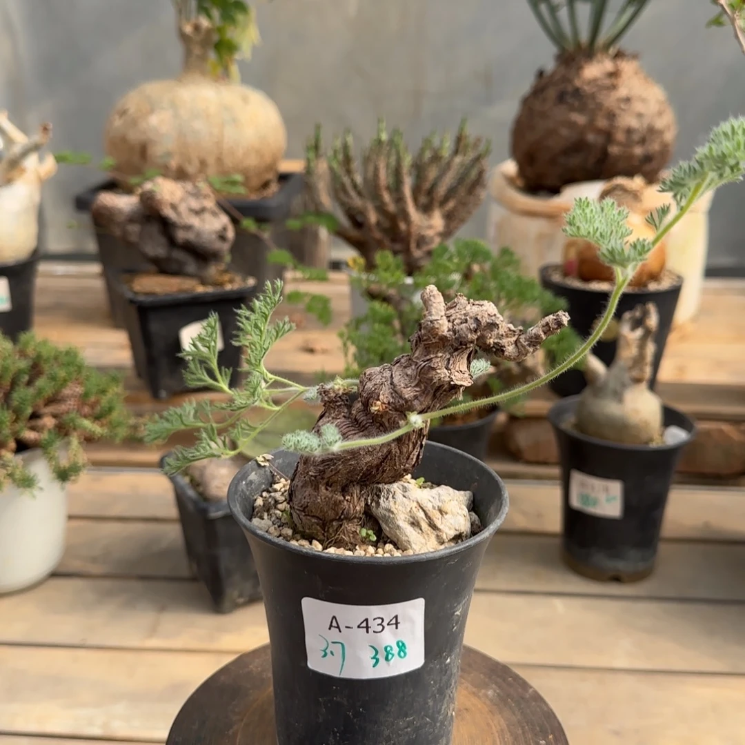 434枯木洋葵块根植物