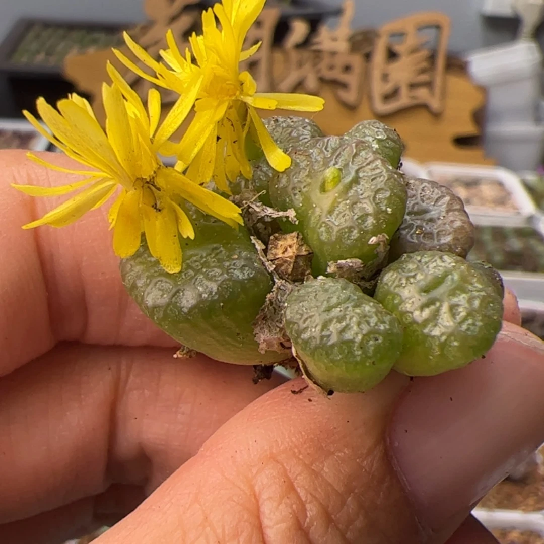 【闪购商品】0000000027