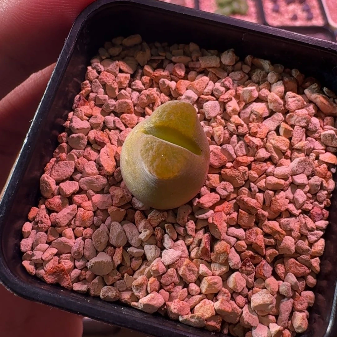 云缦精品番杏29.40 胖虎