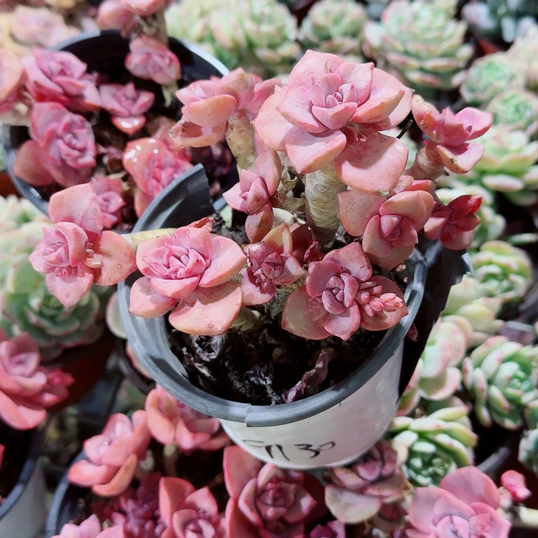 丸叶彩虹糖多肉植物