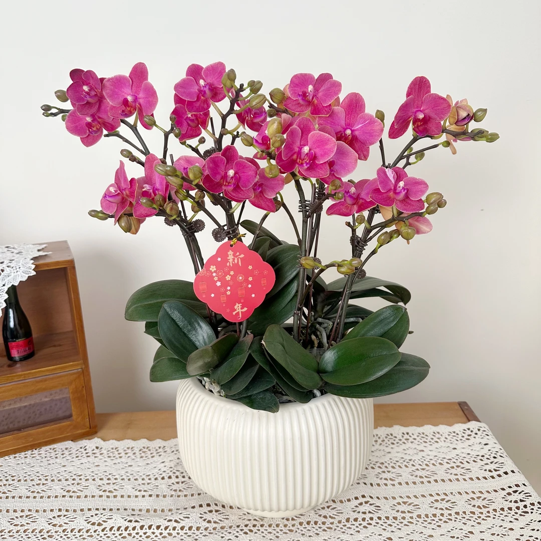 优选年宵花【年糕】-蝴蝶兰 组盆摆设客厅摆设种植基地发货4-8