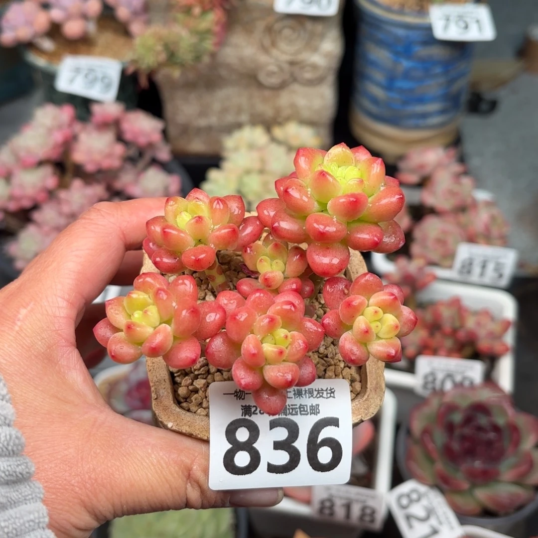 香格里拉无盆土发货