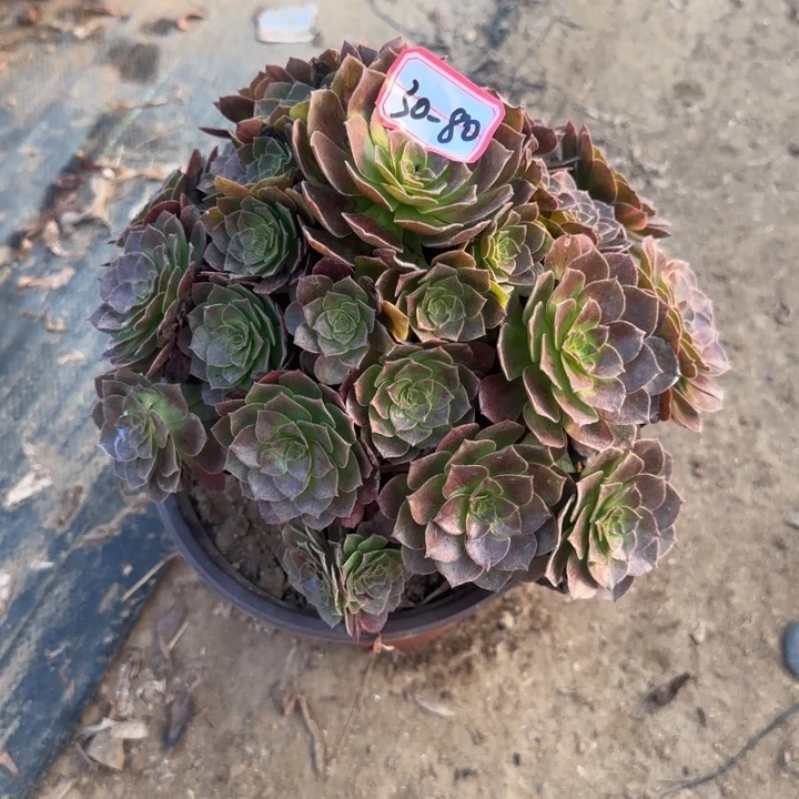 30-80赤焰莲不包断肢