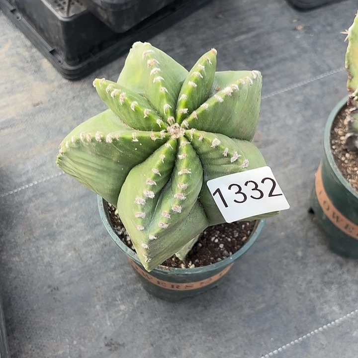 1332 一物一拍脱土安排