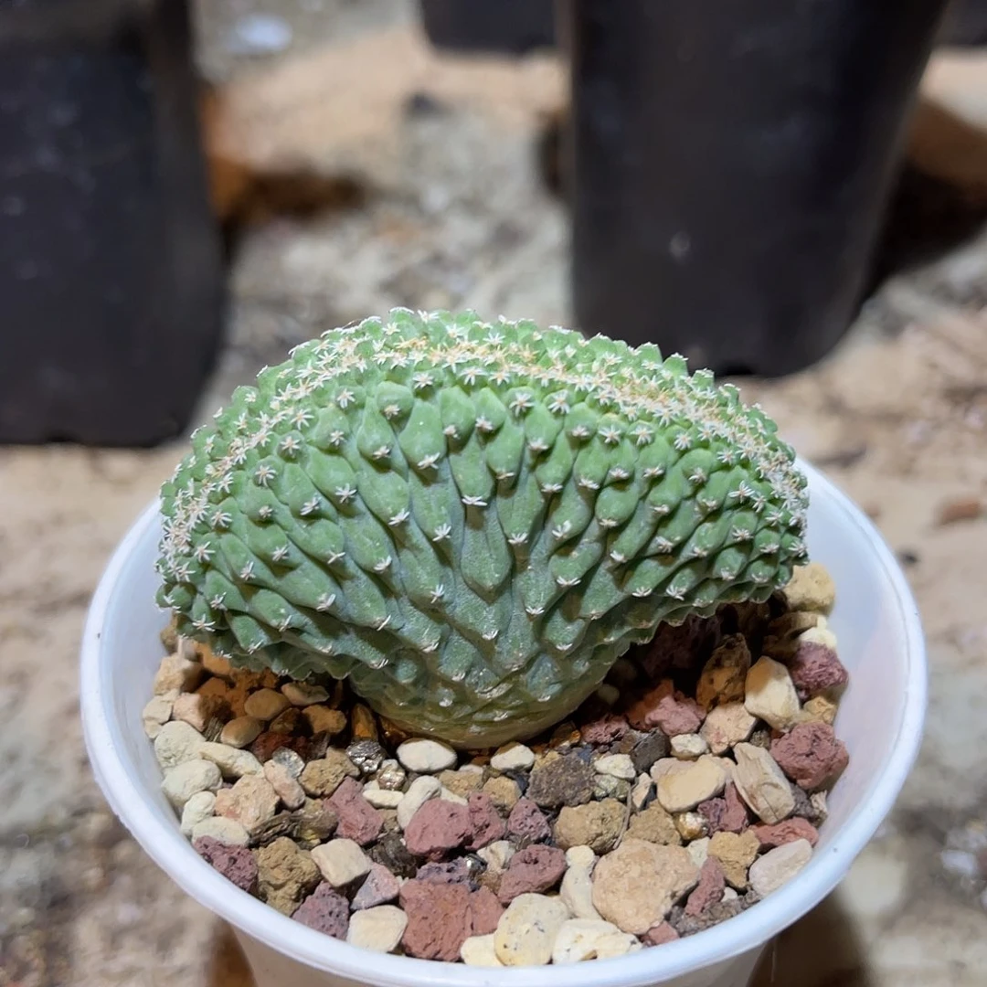 实生菊水缀化仙人球一物一拍