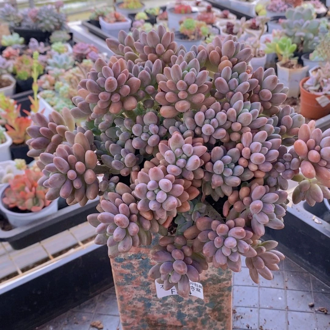 星戴露16cm534多肉植物