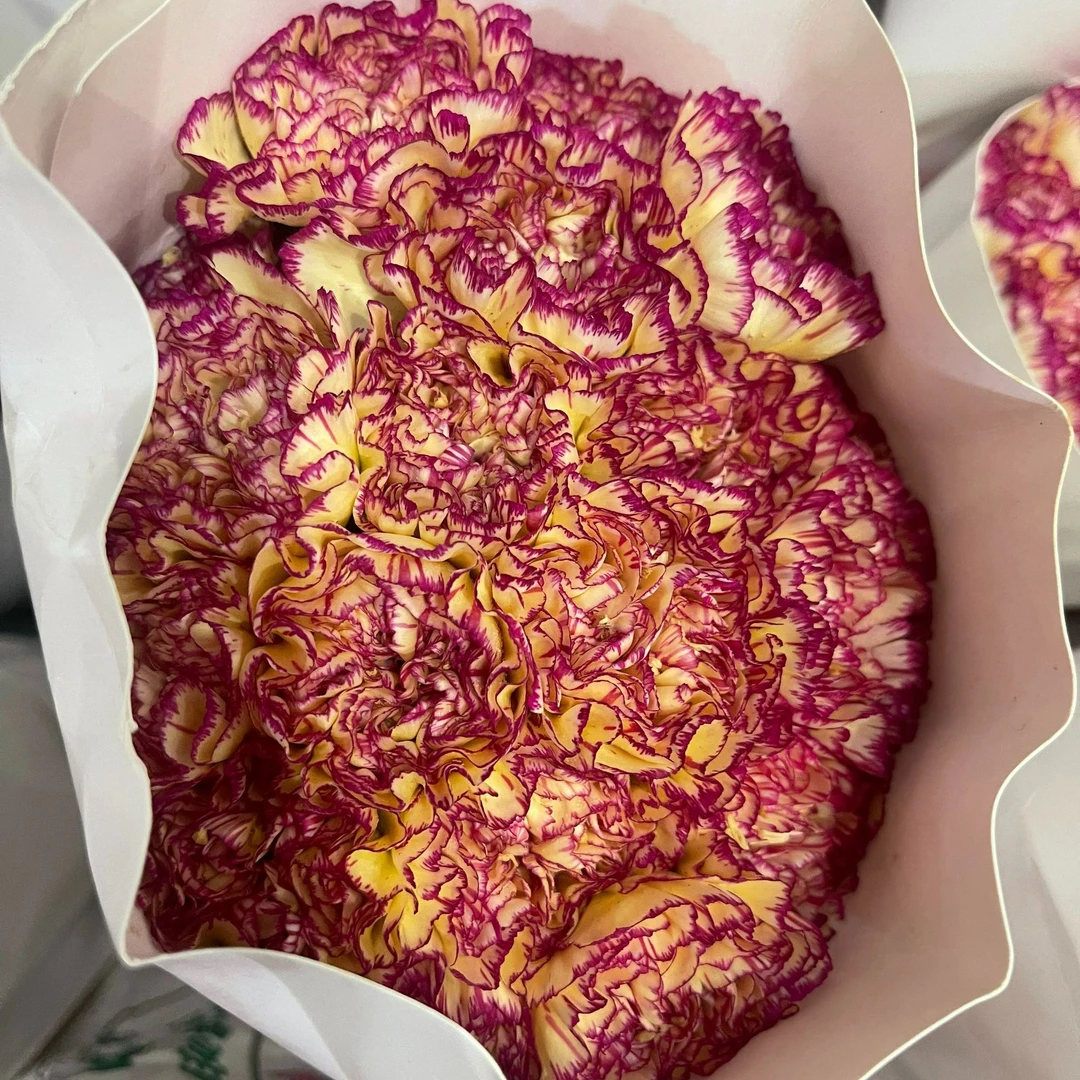 新品-顺丰次日达【派队康乃馨10支】鲜花任意两单顺丰送货上门