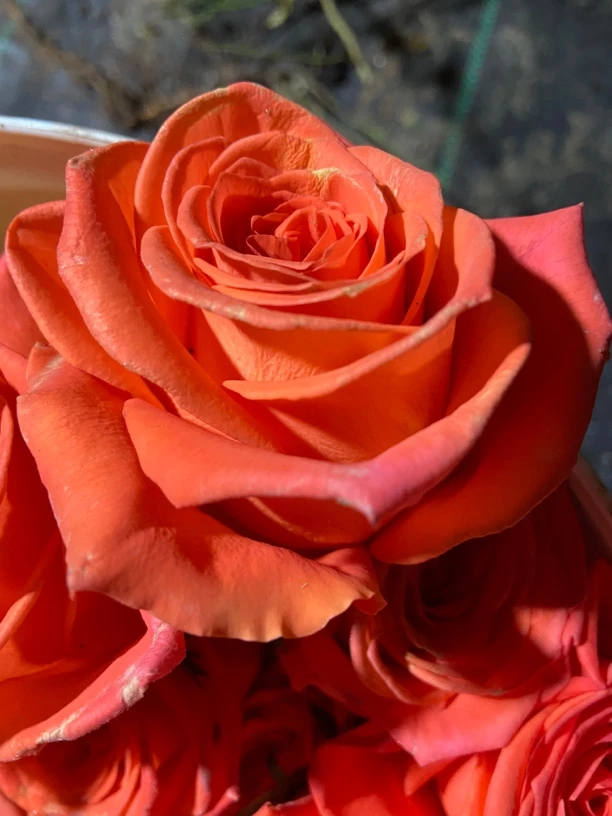 新品根接切花 橙色印象多季开花