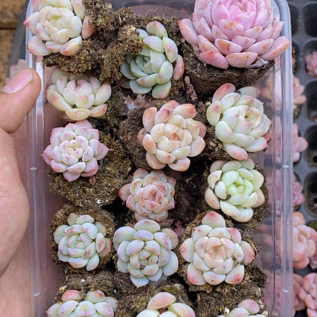 春泥家框拍链接U10