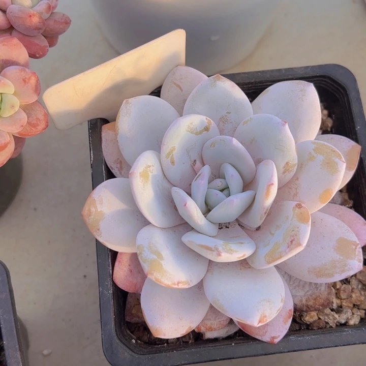 健健康康平平安安