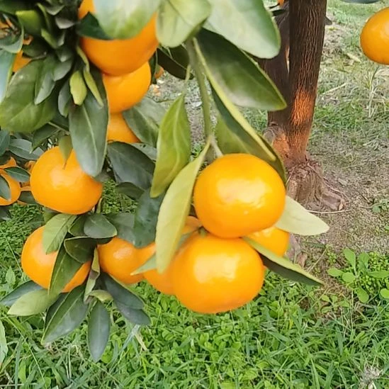 褚柑涌泉蜜桔上市了，可以采摘了，赶紧过来下单吧