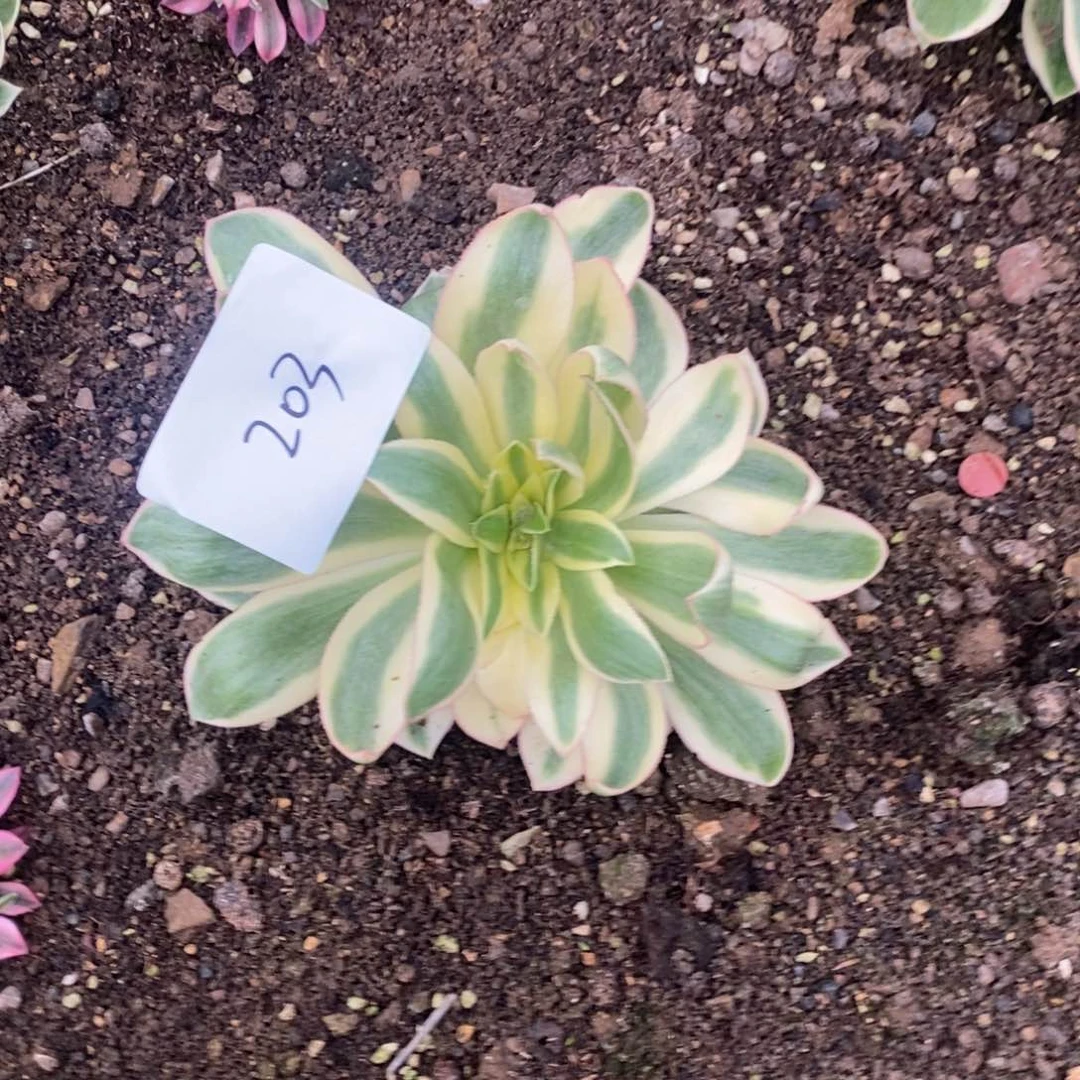 203青莲多肉植物