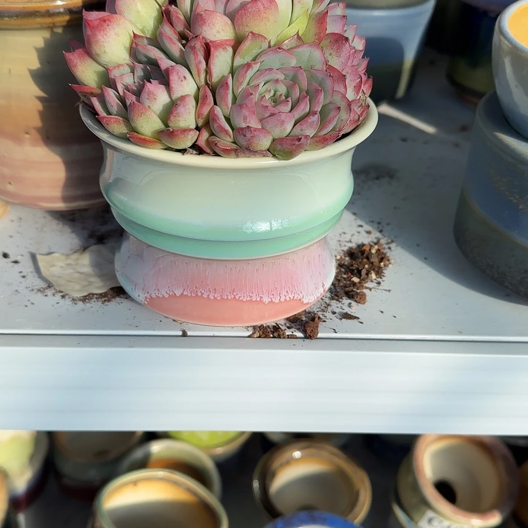 草***甜手工花盆多肉植物