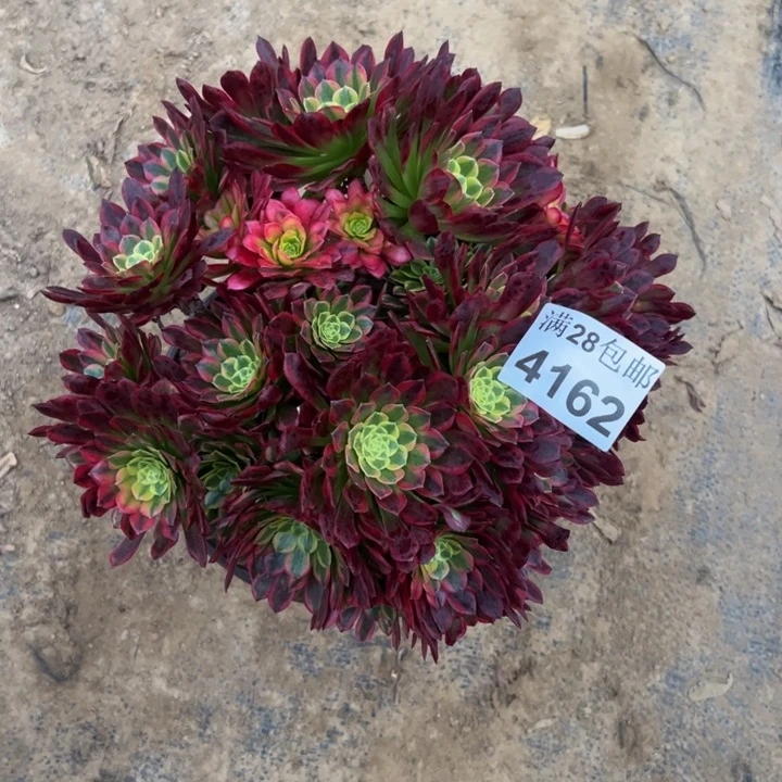 4162朝霞多肉植物