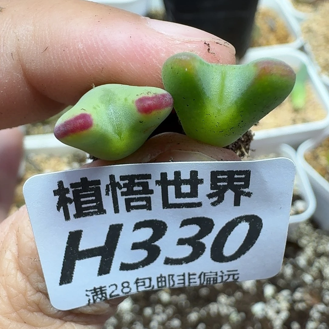 多肉植物的润泽gbn